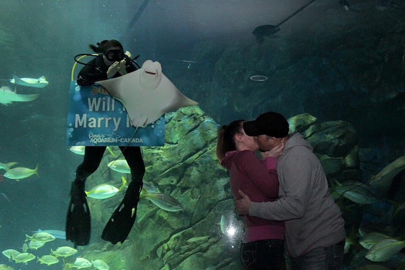 toronto marriage proposals