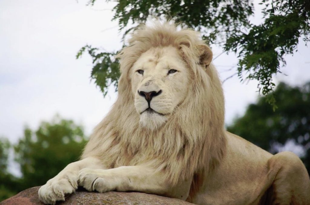 toronto zoo summer party