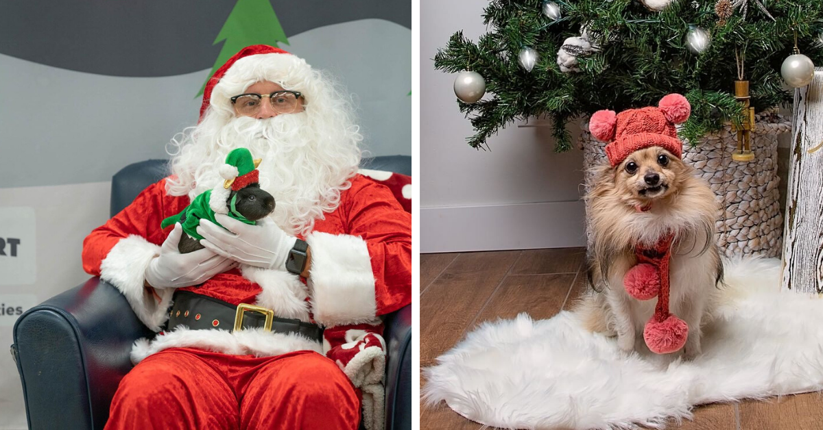 You Can Get Free PetSmart Pet Photos With Santa Until December 22