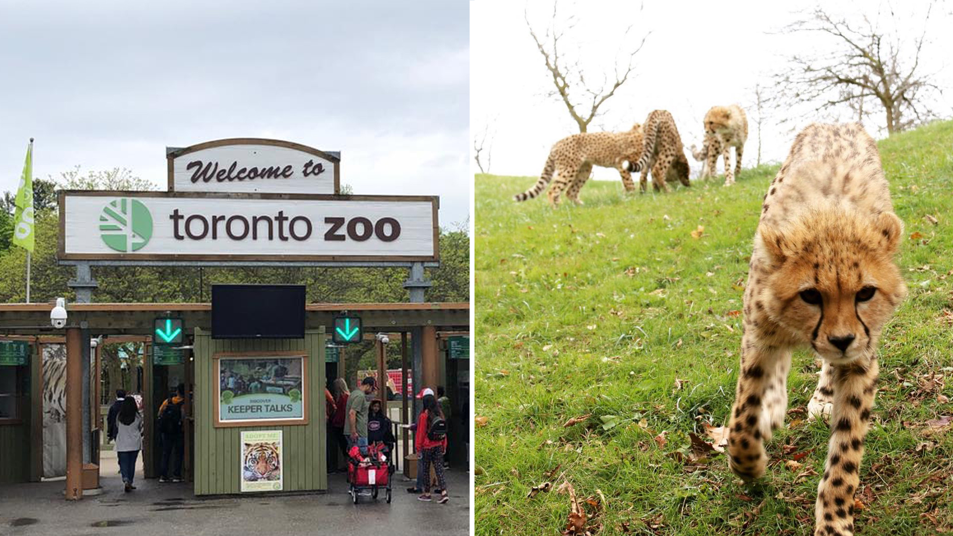 The Toronto Zoo's New Drive-Thru Safari Opens This Weekend