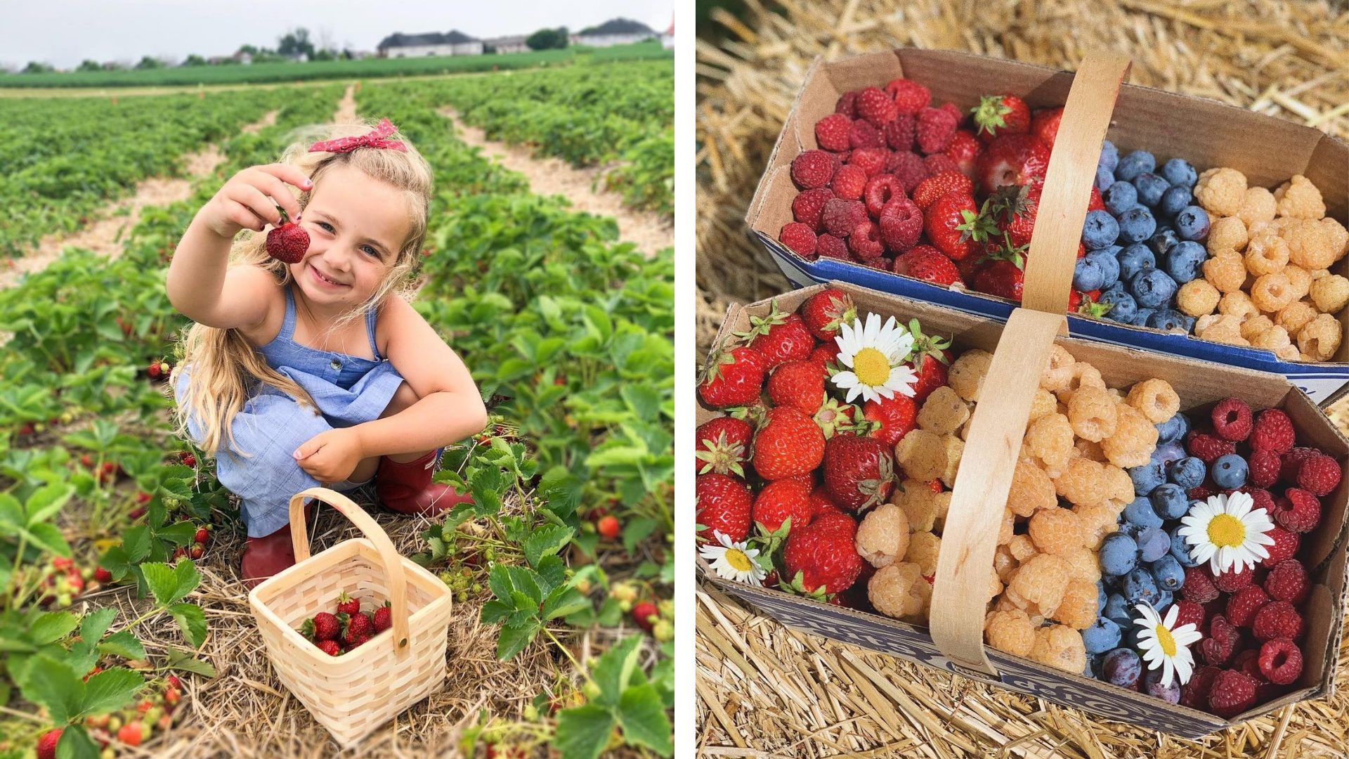 8 Farms To Pick Fresh Fruit From Near Toronto This Season